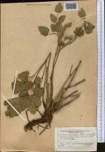 Mediasia macrophylla (Regel & Schmalh.) Pimenov, Middle Asia, Northern & Central Tian Shan (M4) (Kyrgyzstan)