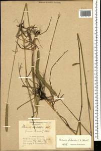 Phleum phleoides (L.) H.Karst., Caucasus, Azerbaijan (K6) (Azerbaijan)