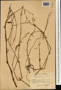 Persicaria lapathifolia subsp. lapathifolia, South Asia, South Asia (Asia outside ex-Soviet states and Mongolia) (ASIA) (China)