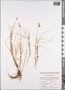 Carex mackenziei V.I.Krecz., Eastern Europe, Northern region (E1) (Russia)