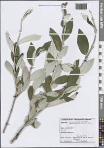Salix alaxensis (Andersson) Coville, Siberia, Central Siberia (S3) (Russia)