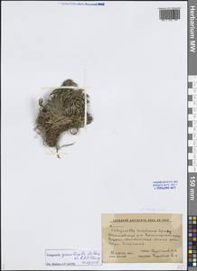 Selaginella graniticola Jie Yang bis & X.C.Zhang, Siberia, Russian Far East (S6) (Russia)