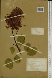 Syringa, Siberia (no precise locality) (S0) (Russia)
