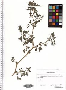 Atriplex tatarica L., Eastern Europe, Middle Volga region (E8) (Russia)
