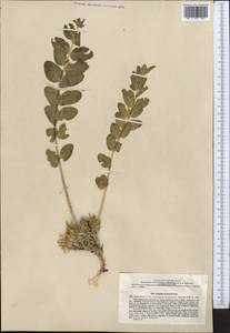Astragalus sewertzowii, Middle Asia, Western Tian Shan & Karatau (M3) (Tajikistan)