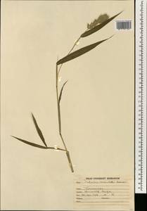 Setaria verticillata (L.) P.Beauv., South Asia, South Asia (Asia outside ex-Soviet states and Mongolia) (ASIA) (India)