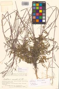 Diplotaxis tenuifolia (L.) DC., Eastern Europe, Lower Volga region (E9) (Russia)