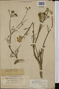 Oenanthe silaifolia M. Bieb., Western Europe (EUR) (France)