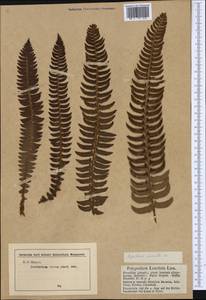 Polystichum lonchitis (L.) Roth, Western Europe (EUR) (Austria)