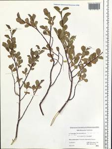 Salix fuscescens Andersson, Siberia, Russian Far East (S6) (Russia)