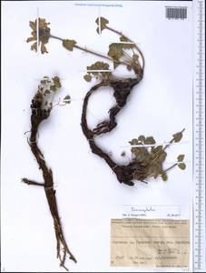 Dracocephalum, Middle Asia, Western Tian Shan & Karatau (M3) (Kyrgyzstan)