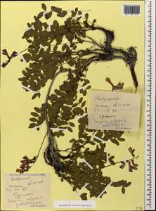 Hedysarum caucasicum M.Bieb., Caucasus, South Ossetia (K4b) (South Ossetia)