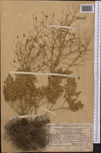 Thalictrum isopyroides C. A. Mey., Middle Asia, Western Tian Shan & Karatau (M3) (Kazakhstan)