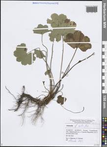 Alchemilla exilis Juz., Eastern Europe, Middle Volga region (E8) (Russia)