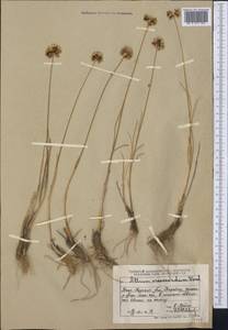 Allium oreoscordum Vved., Middle Asia, Western Tian Shan & Karatau (M3) (Kazakhstan)