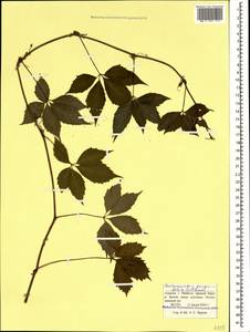 Parthenocissus quinquefolia (L.) Planch., Caucasus, Krasnodar Krai & Adygea (K1a) (Russia)