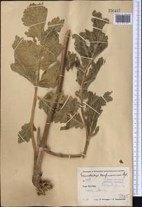 Phlomoides kaufmanniana (Regel) Adylov, Kamelin & Makhm., Middle Asia, Pamir & Pamiro-Alai (M2) (Uzbekistan)