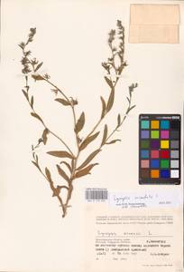 MHA 0 152 634, Lycopsis arvensis subsp. orientalis (L.) Kuzn., Eastern Europe, Lower Volga region (E9) (Russia)