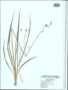 Anthericum ramosum L., Eastern Europe, Central region (E4) (Russia)