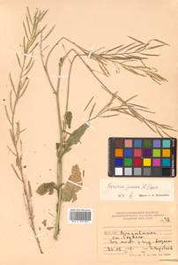 Brassica juncea (L.) Czern., Siberia, Russian Far East (S6) (Russia)