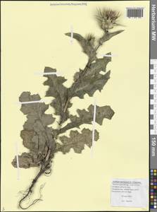 Silybum marianum (L.) Gaertn., Caucasus, Black Sea Shore (from Novorossiysk to Adler) (K3) (Russia)