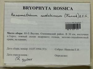Bucklandiella sudetica (Funck) Bedn.-Ochyra & Ochyra, Bryophytes, Bryophytes - Yakutia (B19) (Russia)