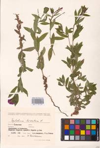 Epilobium hirsutum L., Eastern Europe, Central region (E4) (Russia)