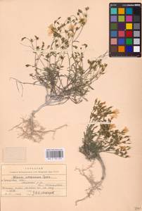 Linum ucranicum (Griseb. ex Planch.) Czern., Eastern Europe, North Ukrainian region (E11) (Ukraine)