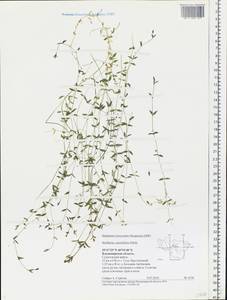 Stellaria crassifolia Ehrh., Eastern Europe, Central region (E4) (Russia)