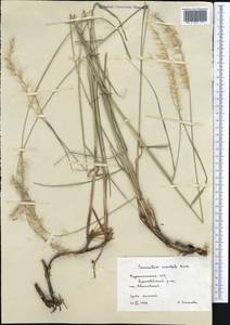 Cenchrus orientalis (Rich.) Morrone, Middle Asia, Kopet Dag, Badkhyz, Small & Great Balkhan (M1) (Turkmenistan)