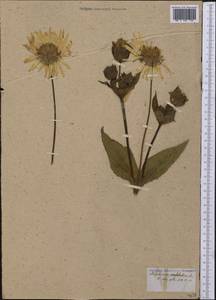 Silphium perfoliatum L., America (AMER) (Not classified)