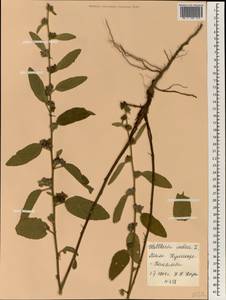 Waltheria indica L., Africa (AFR) (Mali)