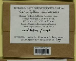 Echinophyllum sachalinense (Lindb.) T.J. O'Brien, Bryophytes, Bryophytes - Russian Far East (excl. Chukotka & Kamchatka) (B20) (Russia)