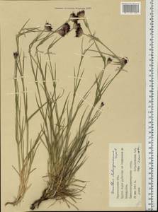 Dianthus capitatus subsp. andrzejowskianus Zapal., Eastern Europe, South Ukrainian region (E12) (Ukraine)