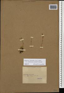 Cherleria circassica (Albov) comb. ined., Caucasus, Georgia (K4) (Georgia)
