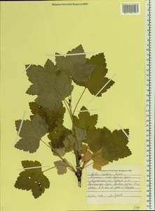 Ribes spicatum subsp. lapponicum Hyl., Eastern Europe, Northern region (E1) (Russia)