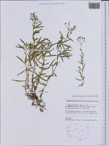 Gypsophila repens L., Western Europe (EUR) (Poland)