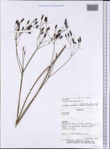 Eryngium ebracteatum Lam., America (AMER) (Paraguay)