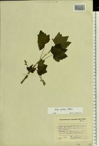 Ribes spicatum, Eastern Europe, Northern region (E1) (Russia)