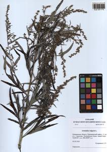 Artemisia vulgaris L., Siberia, Altai & Sayany Mountains (S2) (Russia)