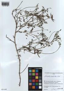 KUZ 001 480, Astragalus ceratoides M. Bieb., Siberia, Altai & Sayany Mountains (S2) (Russia)