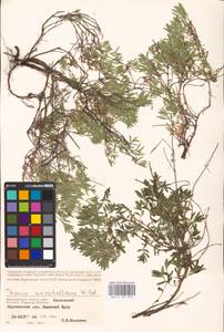 MHA 0 157 070, Thymus pannonicus All., Eastern Europe, Lower Volga region (E9) (Russia)