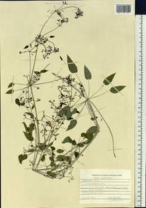 Rubia cordifolia L., Siberia, Russian Far East (S6) (Russia)