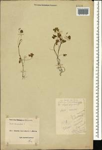 Oxalis corniculata L., Caucasus, Black Sea Shore (from Novorossiysk to Adler) (K3) (Russia)