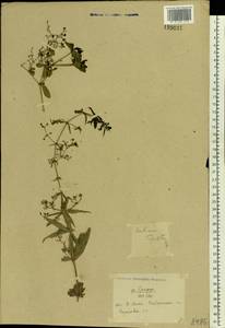 Rubia tinctorum L., Eastern Europe, South Ukrainian region (E12) (Ukraine)