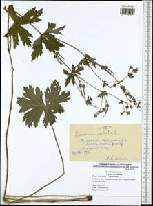 Geranium palustre L., Eastern Europe, Central region (E4) (Russia)