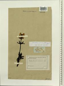 Pedicularis amoena Adams ex Steven, Siberia, Altai & Sayany Mountains (S2) (Russia)