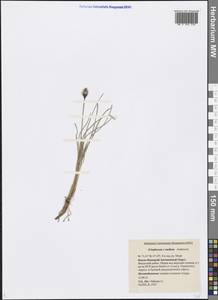 Eriophorum medium Andersson, Siberia, Western Siberia (S1) (Russia)