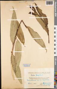 Salix fragilis L., Eastern Europe, North Ukrainian region (E11) (Ukraine)