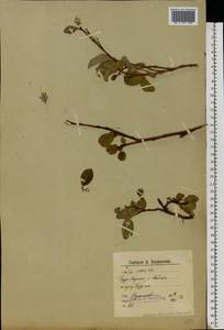 Salix arctica Pall., Eastern Europe, Northern region (E1) (Russia)